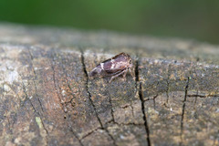 Smiliini
