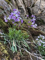 Phoenicaulis cheiranthoides