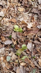 Pyrola elliptica