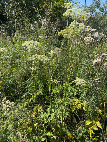 Wild Angelica