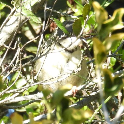 Bar-throated Apalis (Apalis thoracica), photo 4