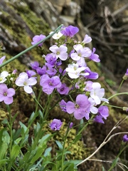 Phoenicaulis cheiranthoides