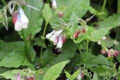 Symphytum × hidcotense