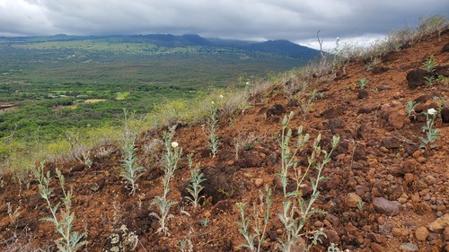 Argemone glauca observed 2026-08-06