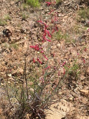 Penstemon subulatus