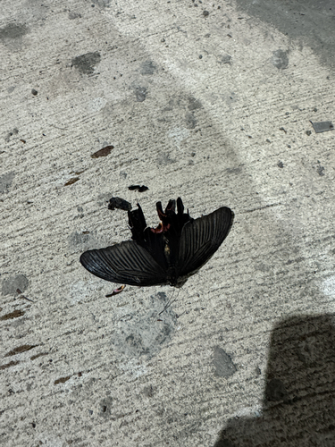 Spangle Swallowtail photo 4