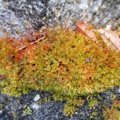 Vinealobryum vineale