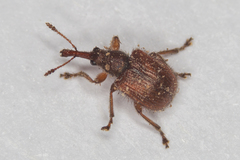Tatianaerhynchites aequatus