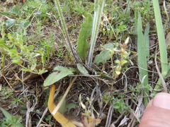 Plantago virginica