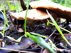 Cortinarius sinapicolor