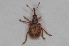 Tatianaerhynchites aequatus