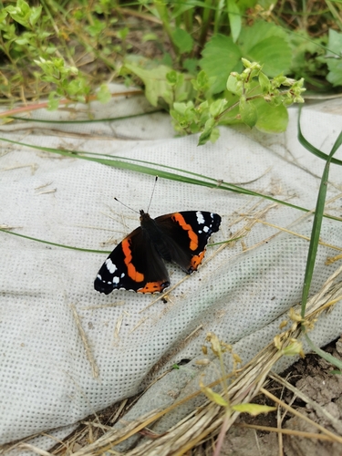 Red Admiral