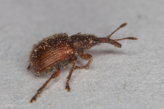 Tatianaerhynchites aequatus