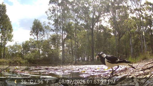 Magpie-lark