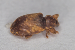 Dorytomus nebulosus