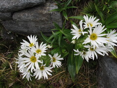 Dolichoglottis scorzoneroides