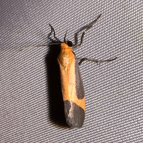 Angel Lichen Moth