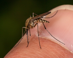 Aedes rusticus