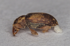Dorytomus nebulosus