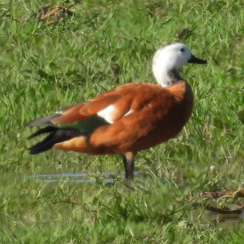 South African Shelduck (Tadorna cana), photo 5