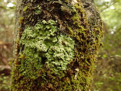 Psoromidium aleuroides