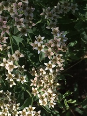 Comandra umbellata pallida