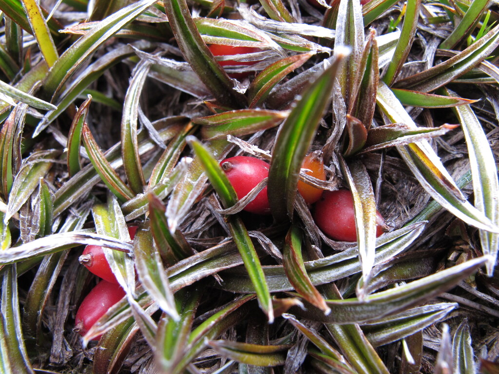 Astelia linearis; photograph (c) John Barkla, some rights reserved (CC BY)