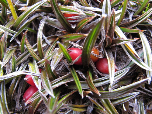 Astelia linearis
