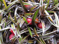 Astelia linearis