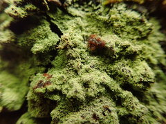 Psoromidium aleuroides