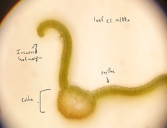 Vinealobryum vineale