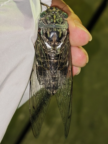 Platylomia strongata