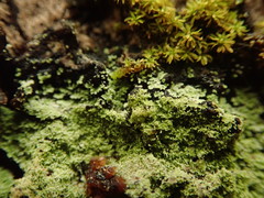 Psoromidium aleuroides