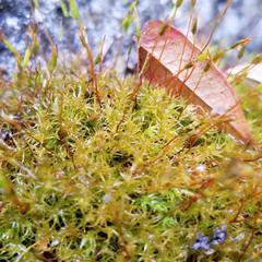 Vinealobryum vineale