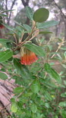 (c) Millie Brady, some rights reserved (CC BY) Diplolaena dampieri, photograph (c) Millie Brady, some rights reserved (CC BY)