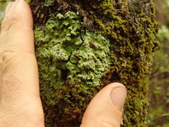 Psoromidium aleuroides