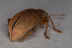 Polydrusus mollis