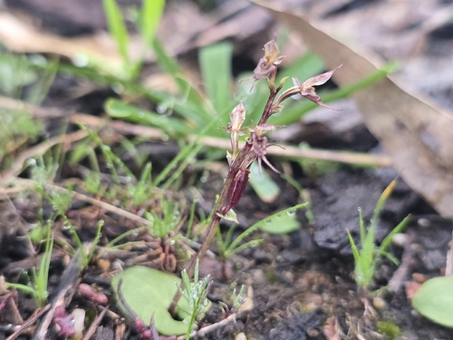 small mosquito-orchid