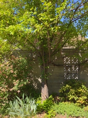 Malus