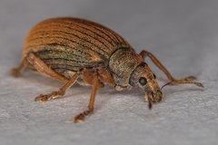 Polydrusus mollis