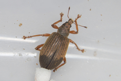 Polydrusus mollis