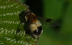 Leucozona lucorum