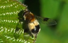 Leucozona lucorum