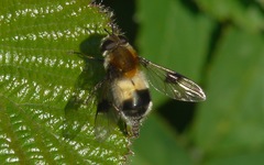 Leucozona lucorum