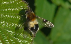 Leucozona lucorum