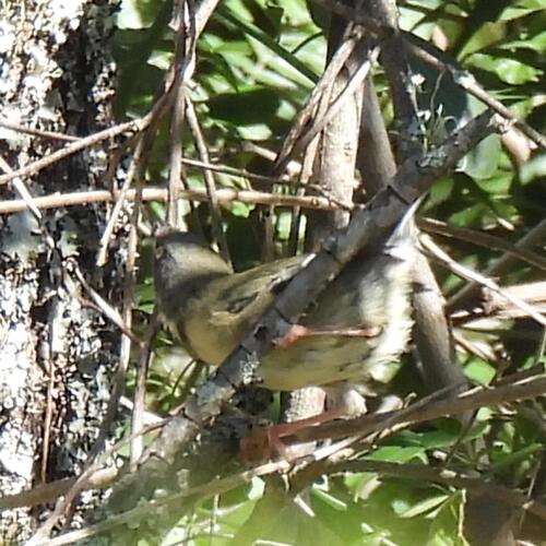Bar-throated Apalis (Apalis thoracica), photo 10