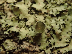 Hypotrachyna spumosa