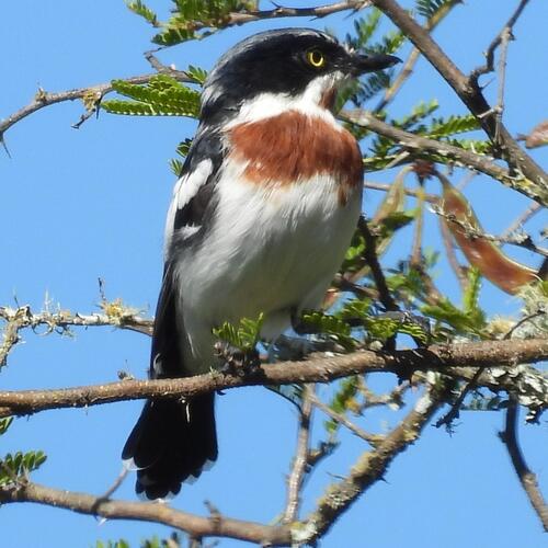 Chinspot Batis (Batis molitor), photo 3