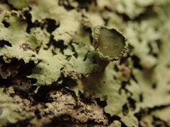 Hypotrachyna spumosa