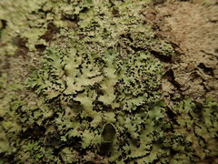 Hypotrachyna spumosa